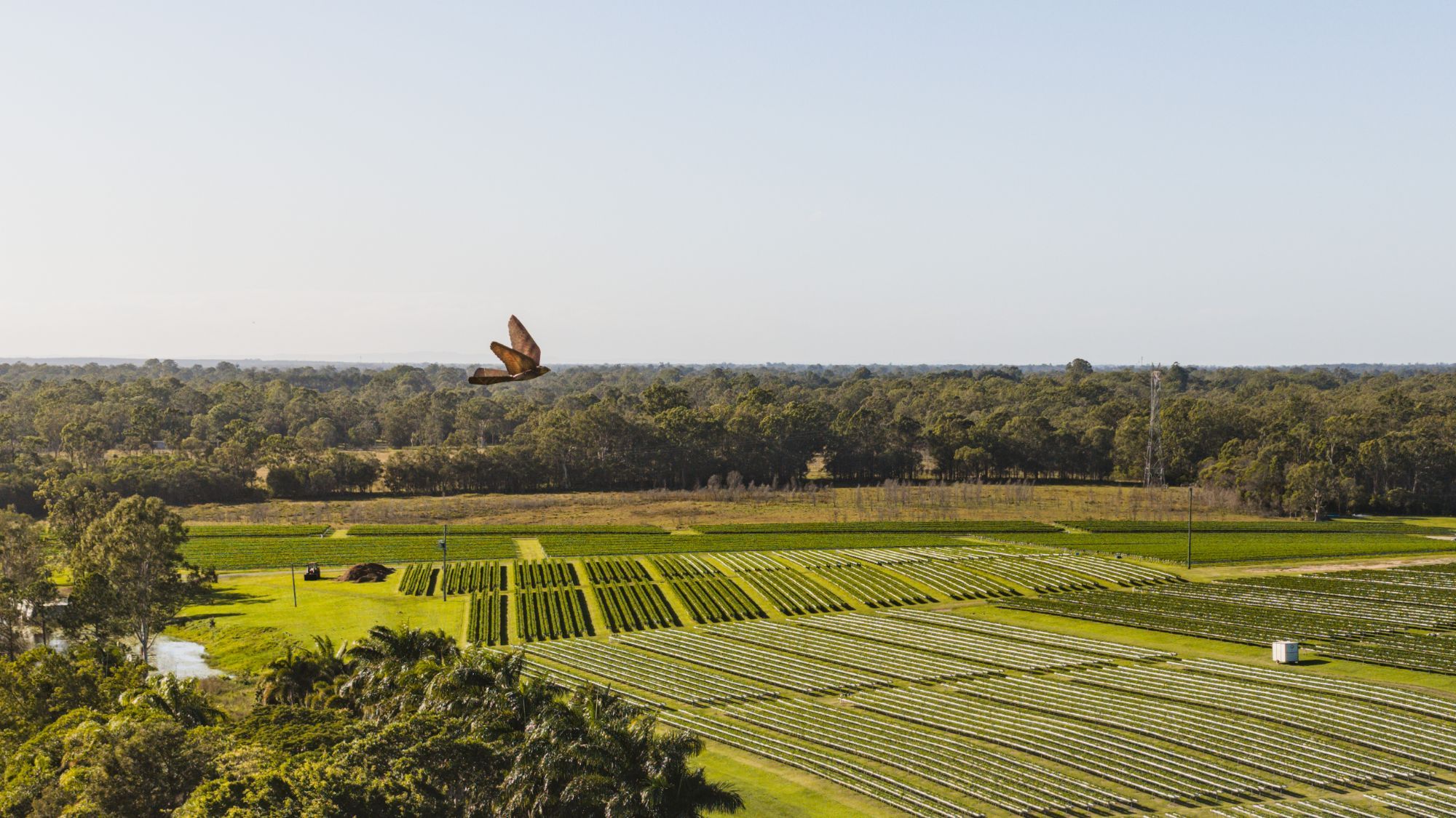 Aerial view of long rows of orchard netting and green crops, with a bird-shaped drone flying above the tree line.